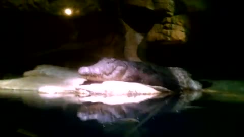 Nile Crocodile at Bronx Zoo's Madagascar Exhibit since Sunday_Cut.mp4