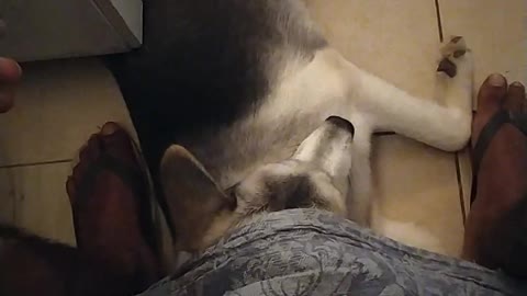 Husky Siberian dog life