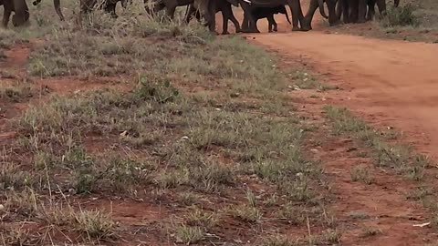 Unexpected Encounter: Massive Elephant Herds Take Over the Road!