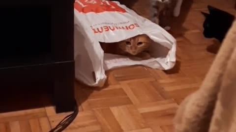 the scared cat in the bag