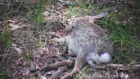 Rabbit Decomposition Time-lapse - (48 Hours)