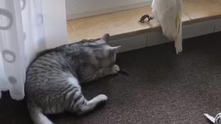 Cockatoo takes revenge on Cat
