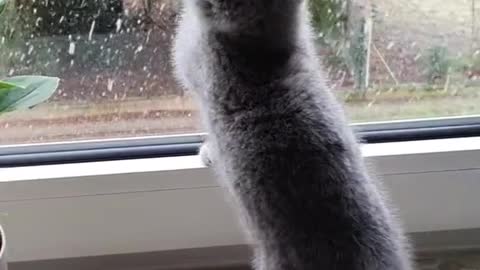 A kitten's look into the world
