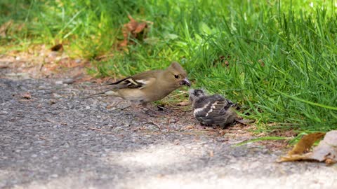 birds feed their young