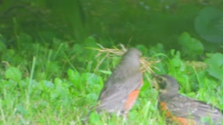 Mother Robin gathering straw for nest.
