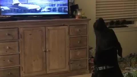 Black dog howls at tv show archer