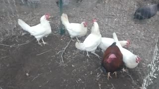White Leghorn Hens Saved From Being Dinner