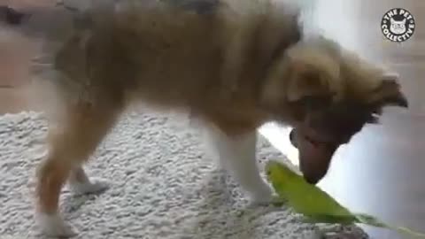 Dog love parrot, viral video
