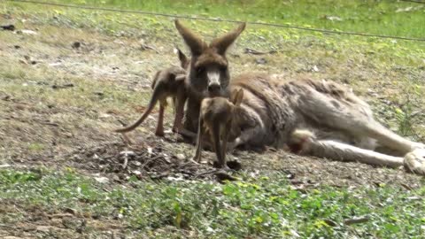 Twin Joeys Take First Hops