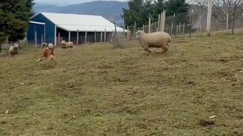 Pet lover|A cute sheep and a dog funny video.