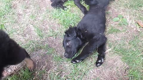 Black puppies.