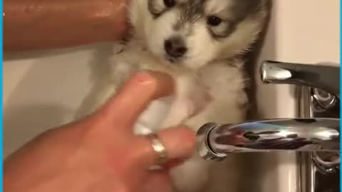 Bath Time For Baby Husky 🐶🛀 -