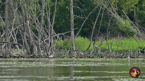 Great Egret's Hunting an Island