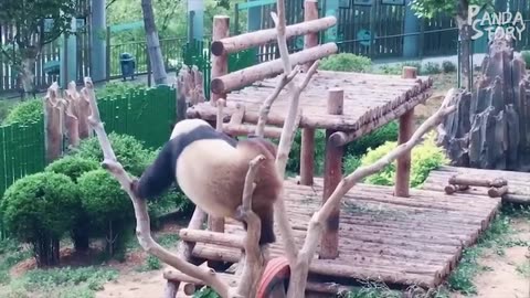 Panda Funny Moment Videos Compilation
