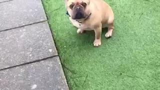 Frenchie wont let owner record its butt on grass keeps running away