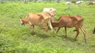 Funny Cow Videos for Kids - Cow videos Collection for Kids & Parents