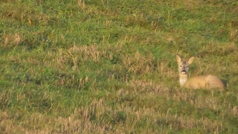 Roe deer eat grass in autumn