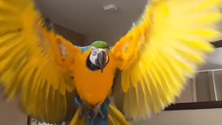 flying a parrot