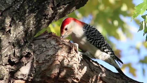 Red-bellied Woodpecker with Acorn