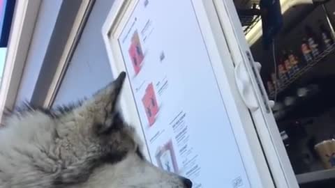 Cute dog loves to order food for himself in drive thru