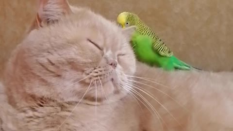 Cat and parrot live together in perfect harmony