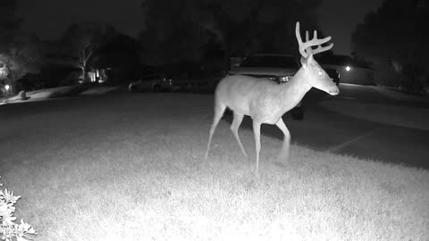 Whitetail deer in my Cypress (Houston) neighborhood - August 14, 2023 2351