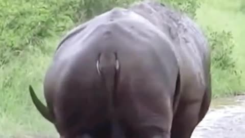 Are these two rhinos fighting?