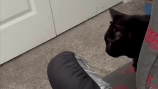 Adopting a Cat from a Shelter Vlog - Cute Precious Piper Jumps Up on Her Office Chair #shorts