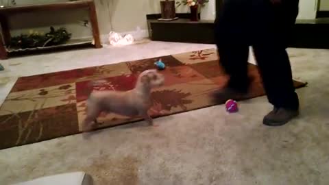 Baby Dog play with Ball