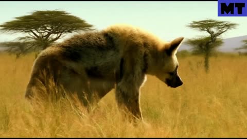 Nandi Bear Encountered In Kenya