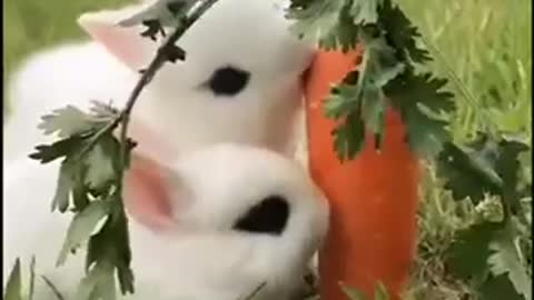 Bunny’s quickly realise that they have met their match