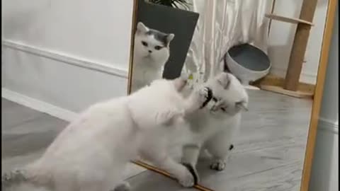 Funny video of a cute kitten in the mirror The best compilation of funny cats and dogs ♥