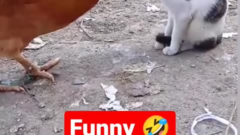 Funny Cock vs Cat