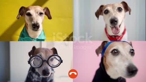 funny dogs video call