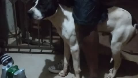 This Poor Dog Get Very Dissapoited By Its Owner When He Leashed It Out On Him