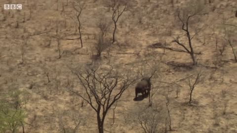 Ancient Elephant Migration Path Revealed | The Long Walk Home | BBC Earth