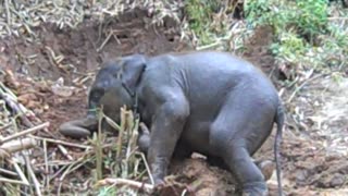 Adorable baby elephant enjoying playtime