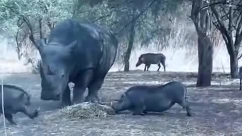 Wild Boar Trying to Snatch Food from a Rhino, See the Sadistic Sadness of the Pigs