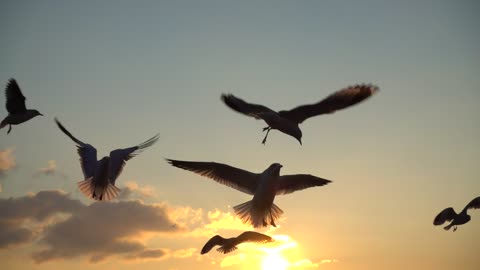 Beautiful Seagulls flying over the sky at sunset