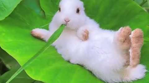 The little bunny lies leisurely and carefree on the leaves.