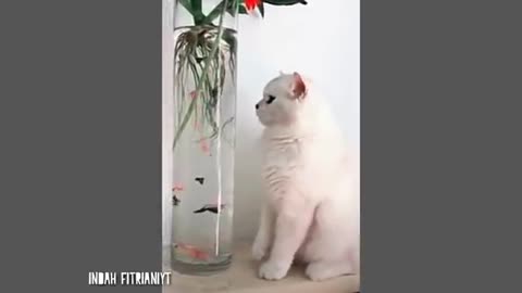 10 Minutes Video of Funny Cat Behavior Makes You Laugh