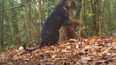 Rare Black Tiger in Indian forest