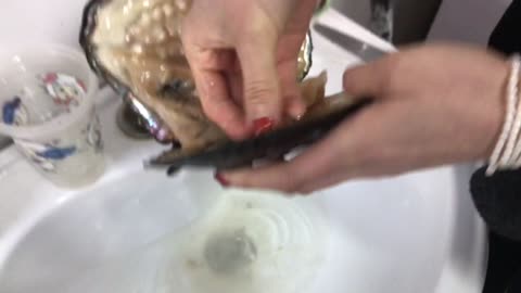 Lucky Lady Crack Opens Oyster Only To Find Dozen Of Pearls