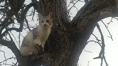 Filemon on the tree