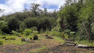 Rainforest Life - Wait 10 Minutes For The Weather To Change