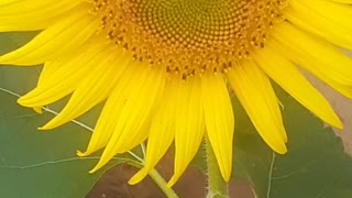 Sunflower beauty