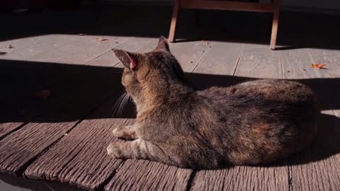 Cat sitting on porch looking away from camera