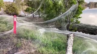 Huge spider web blankets bushland in Australia