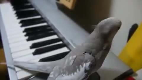 The parrot sings to the piano