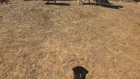 Puppy's First Time with the Sheep